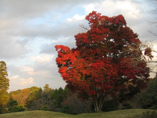 大きな紅葉の木