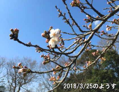 桜の開花についてのお知らせ
