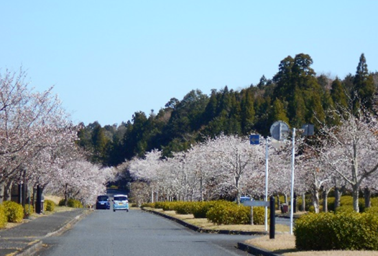 4月 献花のお知らせ