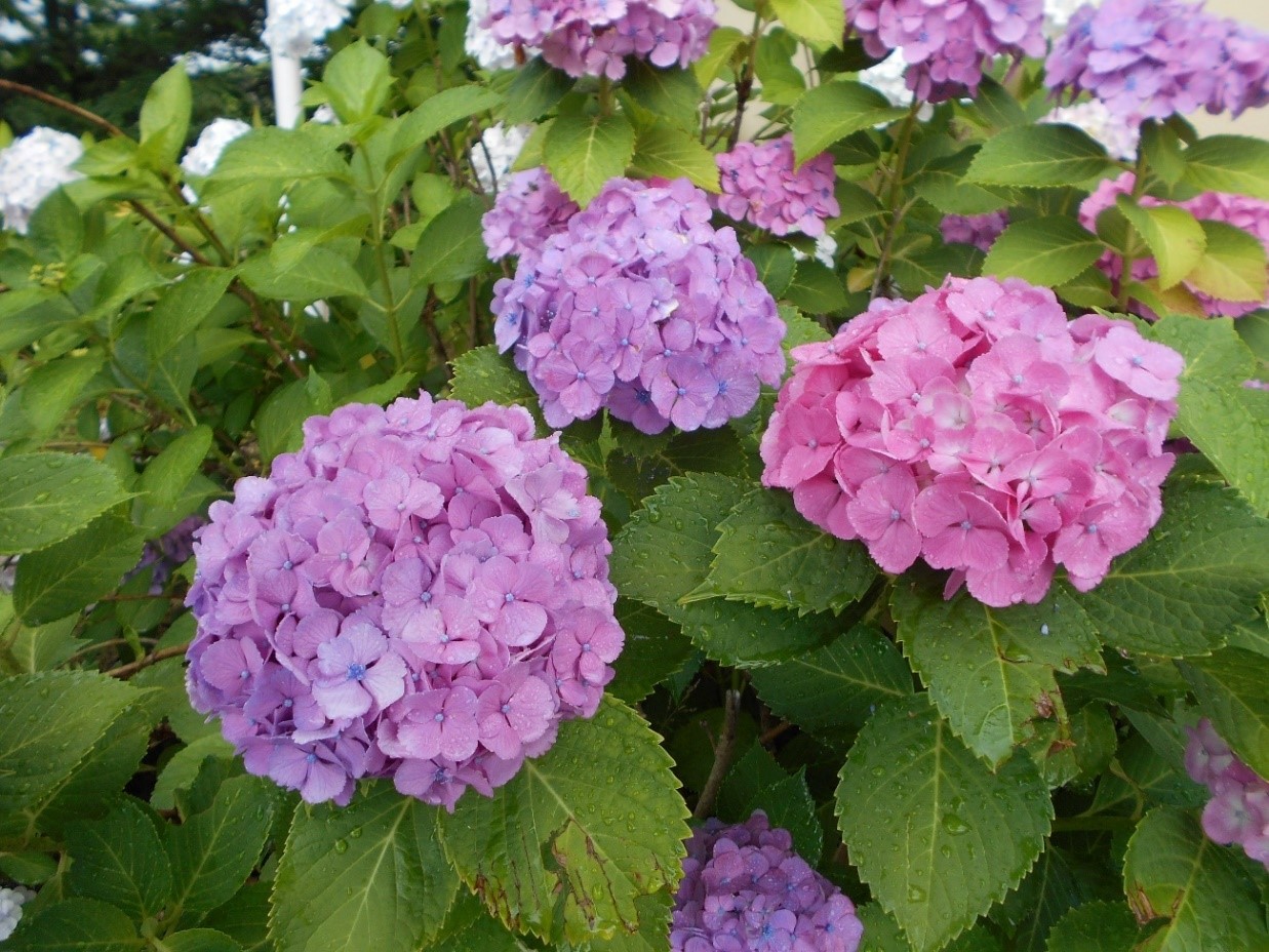 花の便り 紫陽花 あじさい の花が咲いています 成田メモリアルパーク 公式サイト