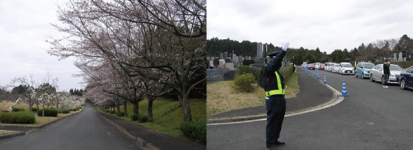 咲き始めた桜も皆様をお出迎え致しました。 開門と共に多くのお客様がお墓参りにご来園され、交通整理を行いました。