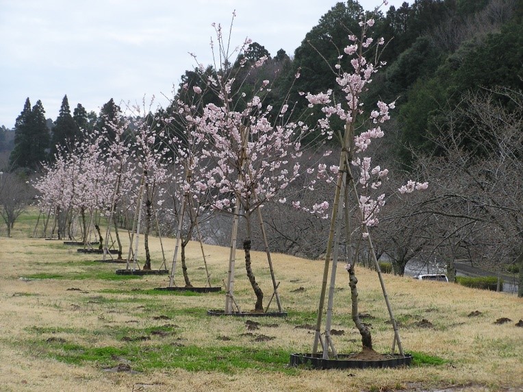 早咲きの桜（春めき）