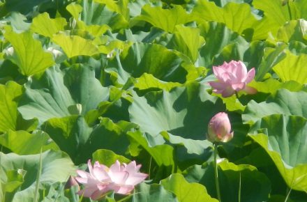 蓮の花