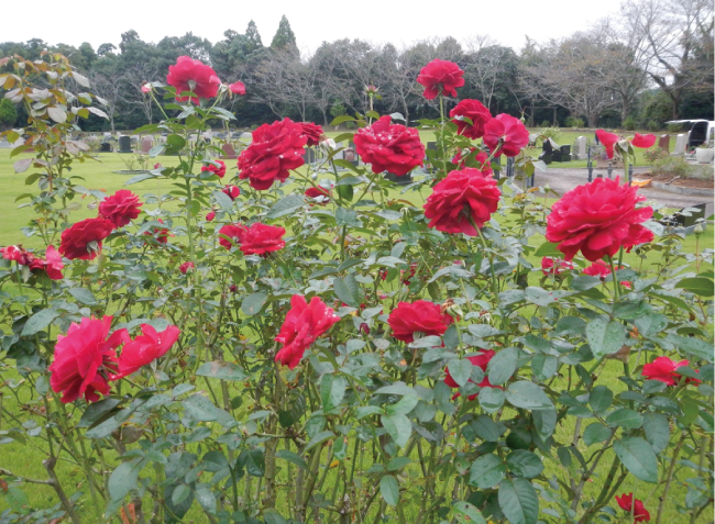 【成田メモリアルパーク】ローズヒルズ：薔薇が語る愛のメッセージ