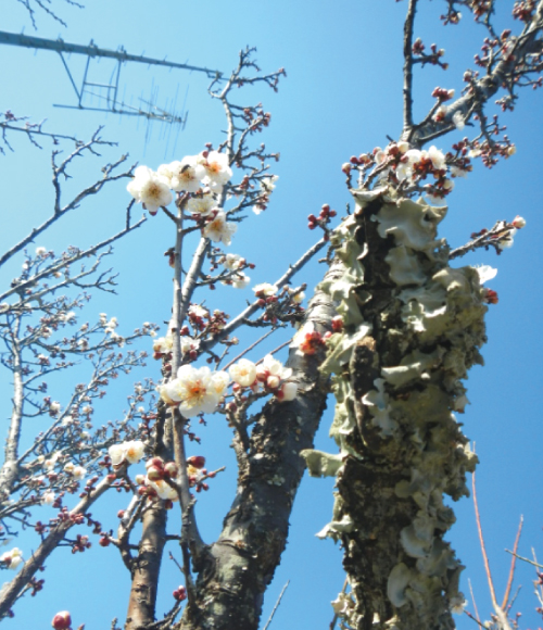 花の便り「春の気配」