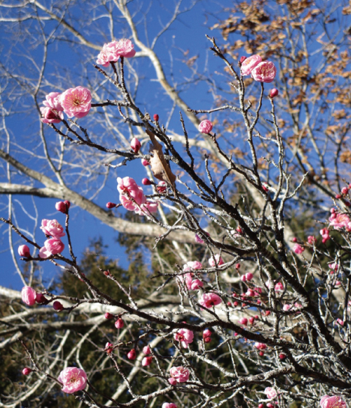 花の便り「春の気配」