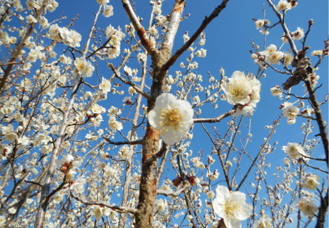 花の便り「春を彩る梅」