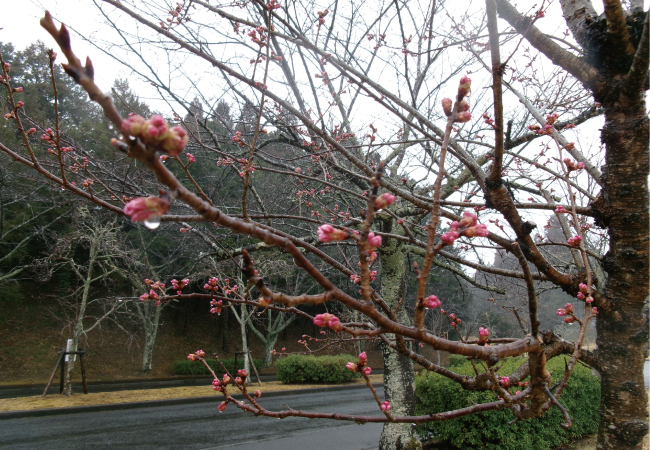 春彼岸へ向けて 〜合同法要の準備と桜の便り〜