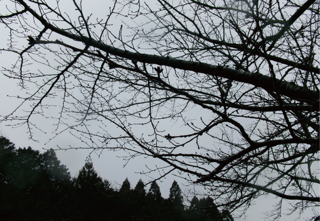 春彼岸へ向けて 〜合同法要の準備と桜の便り〜