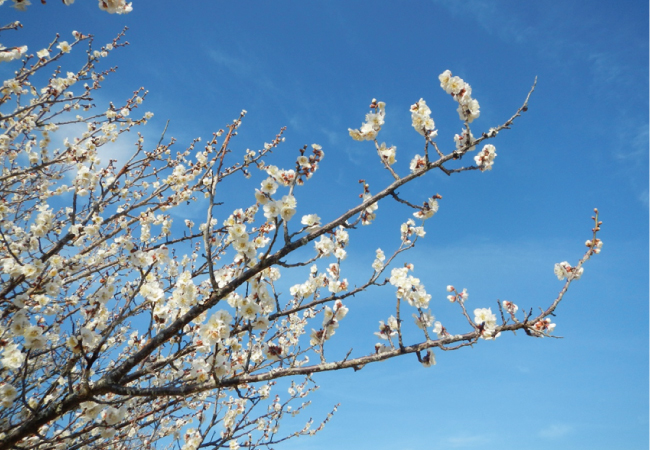 花の便り「春を彩る梅」