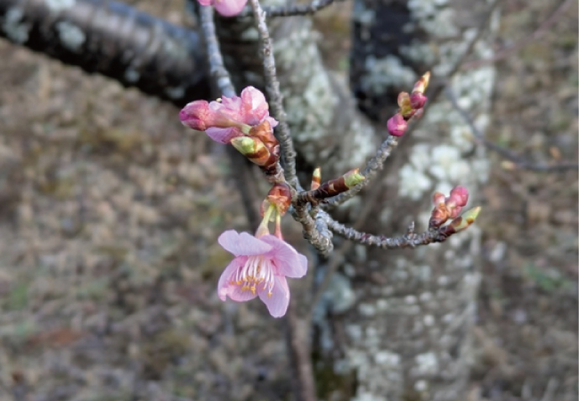 花の便り 〜春の訪れと門出を祝して〜