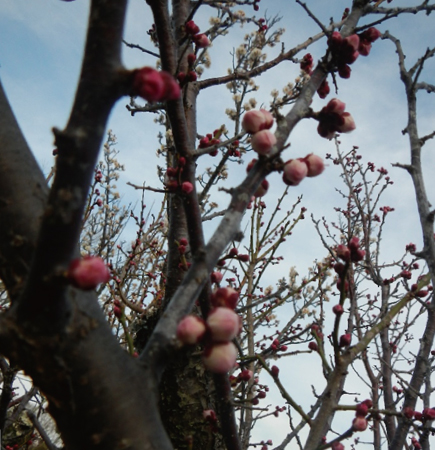 花の便り「春を彩る梅」