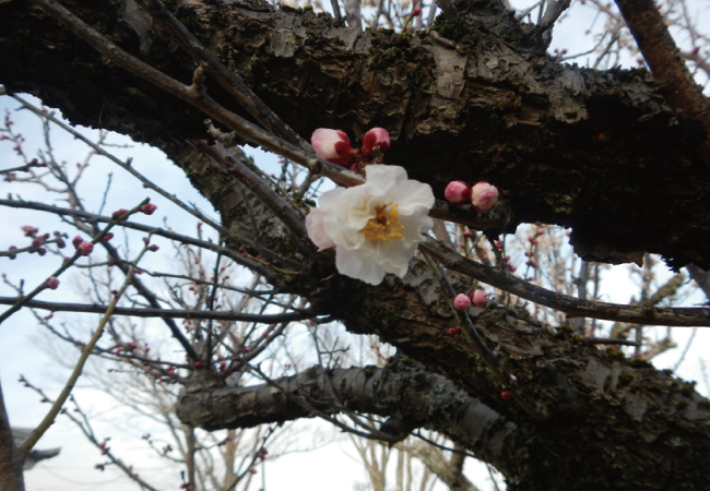 花の便り「春を彩る梅」